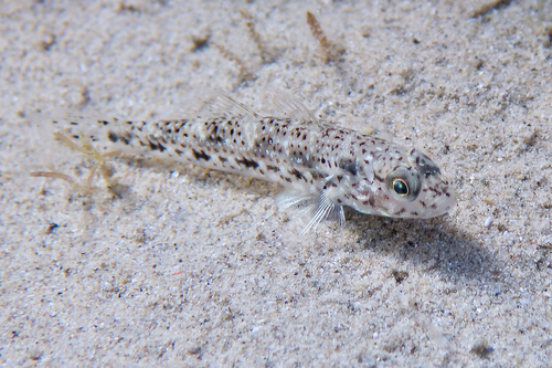 Pretty lagoon-goby (Oplopomus oplopomus) — Gobiidae — 3