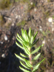 Agathosma serpyllacea