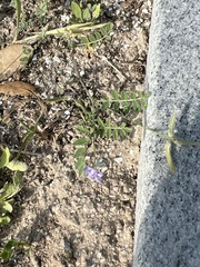 Astragalus nuttallianus