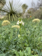 Oenothera suffulta
