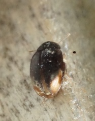 Enneboeus marmoratus