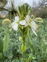 Oenothera suffulta