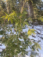 Prunus lusitanica