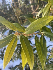 Prunus lusitanica