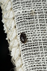 Enneboeus marmoratus