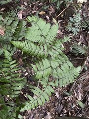 Diplazium doederleinii