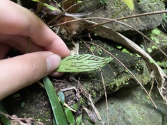 Antrophyum formosanum