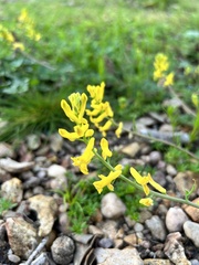 Corydalis micrantha texensis