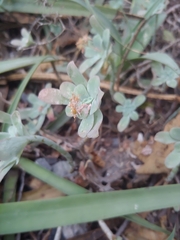Sedum palmeri