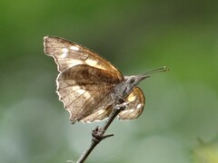 Libythea laius