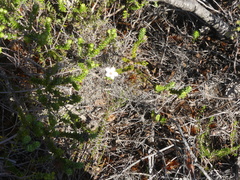 Adenandra obtusata