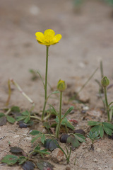 Ranunculus paludosus