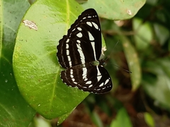 Neptis leucoporos