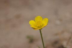 Ranunculus paludosus