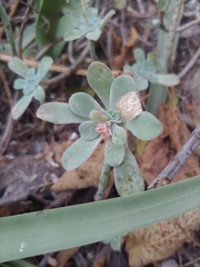 Sedum palmeri