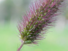 Setaria italica