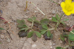 Ranunculus paludosus