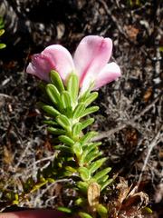 Adenandra obtusata