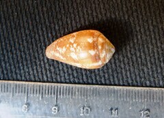 Parametaria macrostoma