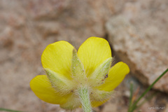 Ranunculus paludosus