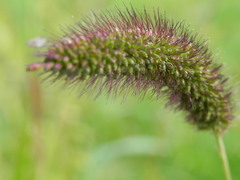 Setaria italica