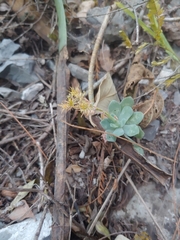 Sedum palmeri