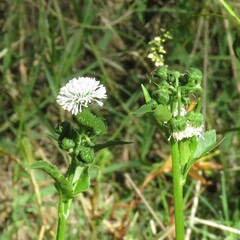 Gymnocoronis spilanthoides