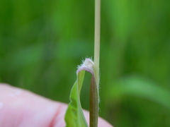 Setaria italica