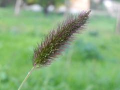 Setaria italica