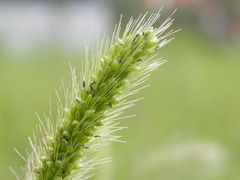 Setaria italica