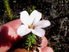 Adenandra obtusata