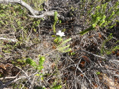 Adenandra obtusata