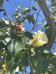 Thespesia populnea