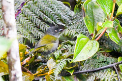 Chlorospingus semifuscus