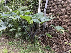 Xanthosoma violaceum