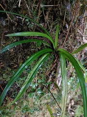 Carex