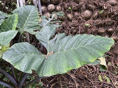 Xanthosoma violaceum