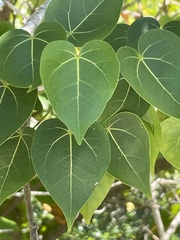 Thespesia populnea