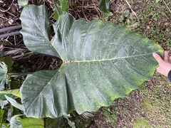 Xanthosoma violaceum