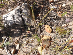 Euchaetis diosmoides
