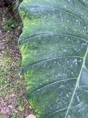 Xanthosoma violaceum