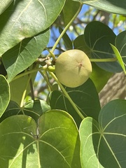 Thespesia populnea