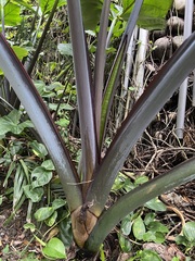 Xanthosoma violaceum