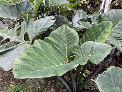 Xanthosoma violaceum