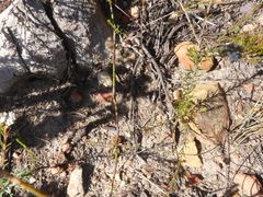 Euchaetis diosmoides