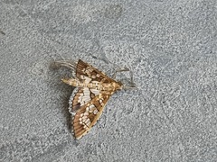 Sameodes cancellalis