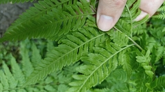 Pteris tremula