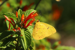 Phoebis philea