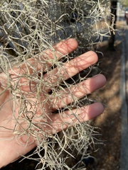 Tillandsia usneoides