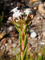 Euchaetis diosmoides
